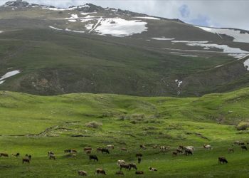 Karların eridiği Palandöken Dağı çiçeklerin farklı tonlarıyla renklendi