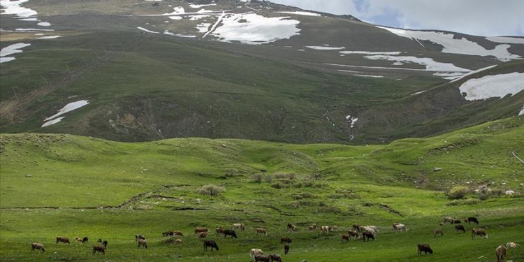 Karların eridiği Palandöken Dağı çiçeklerin farklı tonlarıyla renklendi