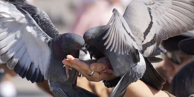 Kuş besleyenlerde “akciğer hastalığı” gelişebilir
