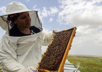 Diyarbakırlı kadın yaylaları gezerek 20 yıldır bal üretiyor