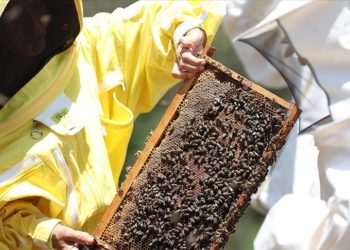 Arı yetiştiricilerine iklim değişikliğine karşı alternatif ürünlere yönelme önerisi