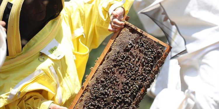 Arı yetiştiricilerine iklim değişikliğine karşı alternatif ürünlere yönelme önerisi