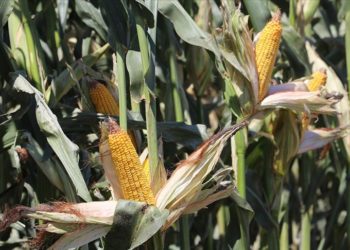 Çukurova’da yağışlı hava mısırda rekolte beklentisini artırdı