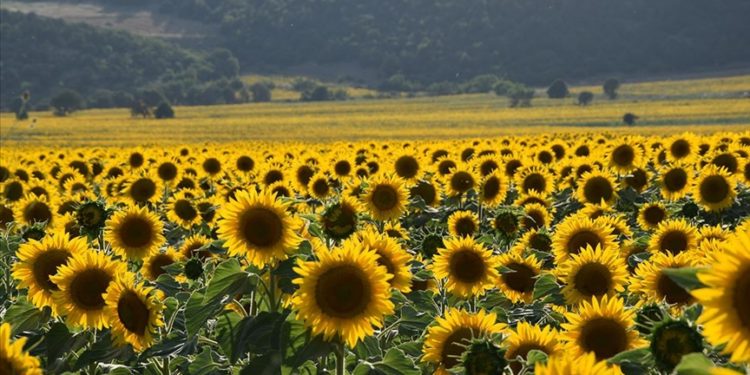Bilecik'te ayçiçeği tarlaları sarının tonlarına büründü