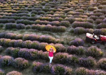 Karabük'te lavanta hasadına başlandı