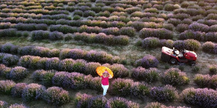 Karabük'te lavanta hasadına başlandı