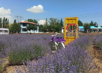 Çorum Çomar Barajı çevresinde lavanta bahçesi kuruldu