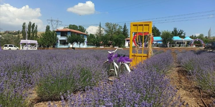 Çorum Çomar Barajı çevresinde lavanta bahçesi kuruldu