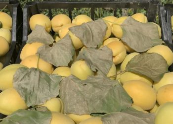 Iğdır’ın coğrafi işaretli “şalak” kayısısında üretim 45 bin tona ulaştı