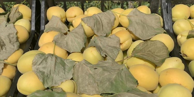 Iğdır’ın coğrafi işaretli “şalak” kayısısında üretim 45 bin tona ulaştı