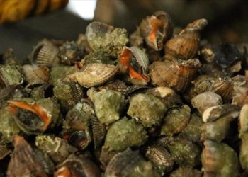 Deniz salyangozu ihracatı geliri yılın ilk yarısını ikiye katladı