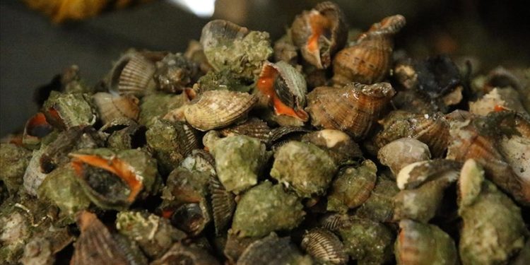 Deniz salyangozu ihracatı geliri yılın ilk yarısını ikiye katladı