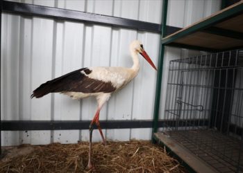 Düzce’de akıma kapılan leylek 3 haftalık yoğun tedaviyle hayat buldu