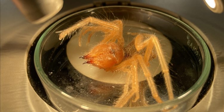 Prof. Dr. Hakan Demir'den örümceğe benzeyen "sarıkız" ısırığı uyarısı