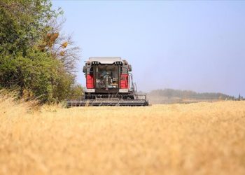 Buğdayda yaklaşık 20,5 milyon ton üretim bekleniyor