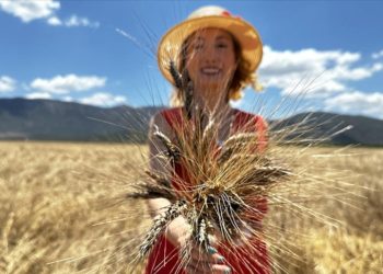 Doktor çift kanser hastalarına yönelik “karakılçık buğdayı” üretiyor