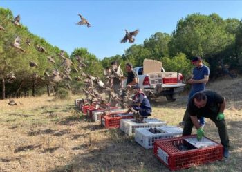 Edirne'de 600 kınalı keklik doğaya bırakıldı