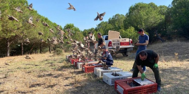 Edirne'de 600 kınalı keklik doğaya bırakıldı
