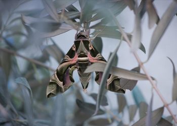 Askeri kamuflaj desenli "mekik kelebeği" Hatay’da görüntülendi