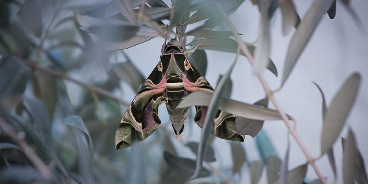 Askeri kamuflaj desenli "mekik kelebeği" Hatay’da görüntülendi