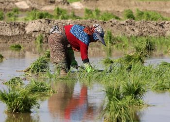 İran’ın Gülistan eyaletinde çiftçiler ikinci ürün olarak çeltik ekiyor