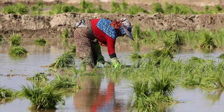 İran’ın Gülistan eyaletinde çiftçiler ikinci ürün olarak çeltik ekiyor