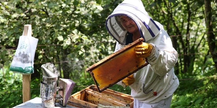 Bahçesine bırakılan kovanla arıcılığa başlayan kadın 27 yıldır bal üretiyor