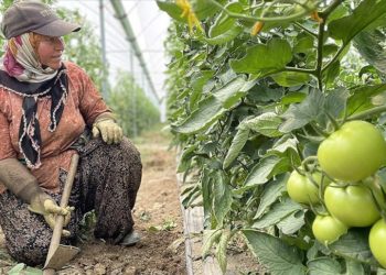 Antalya’da tarım işçileri, sıcaklığı 45 dereceyi aşan seralarda ter döküyor