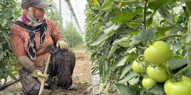 Antalya’da tarım işçileri, sıcaklığı 45 dereceyi aşan seralarda ter döküyor
