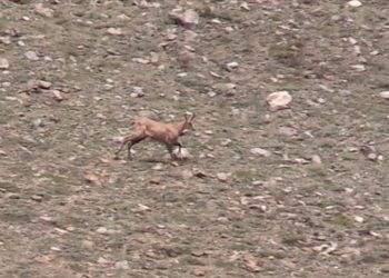 Tunceli'de koruma altındaki çengel boynuzlu dağ keçisi görüntülendi