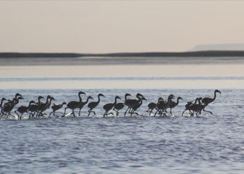 Flamingo yavruları Tuz Gölü’nde büyüyor