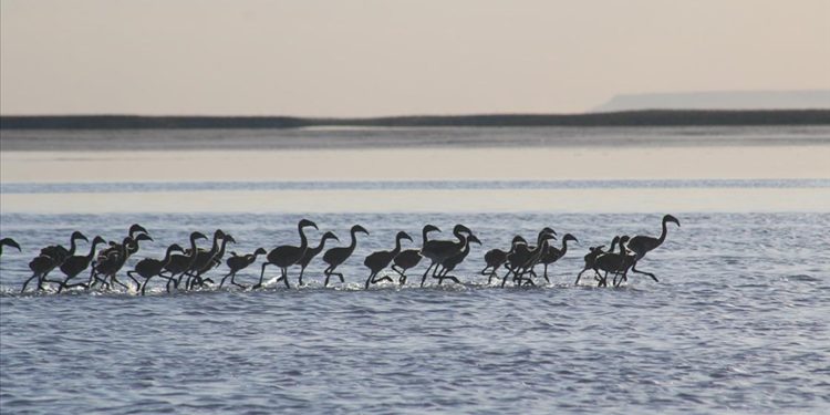 Flamingo yavruları Tuz Gölü’nde büyüyor