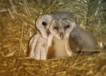 Bursa'da bir çiftliğin samanlığına yuva yapan peçeli baykuş ailesi görüntülendi
