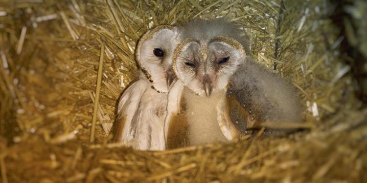 Bursa'da bir çiftliğin samanlığına yuva yapan peçeli baykuş ailesi görüntülendi