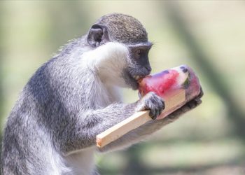 Hayvanat bahçesi sakinleri dondurulmuş meyve kokteyli ile serinliyor