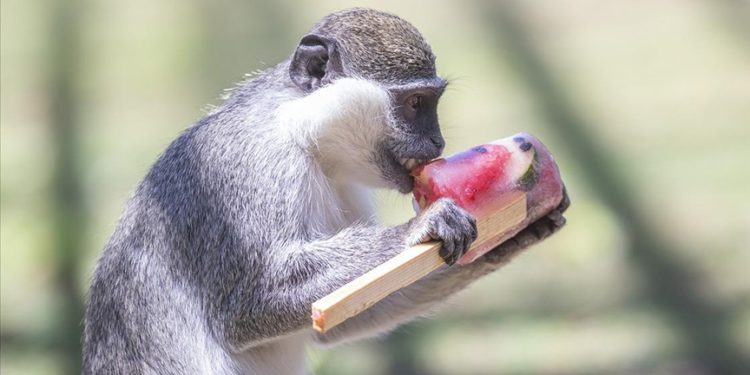 Hayvanat bahçesi sakinleri dondurulmuş meyve kokteyli ile serinliyor