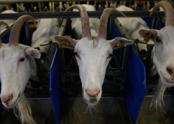 Nijerya'da ilk şarbon vakası tespit edildi