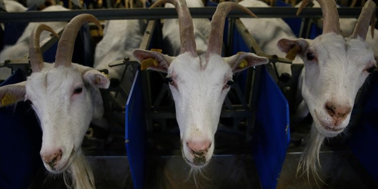 Nijerya'da ilk şarbon vakası tespit edildi