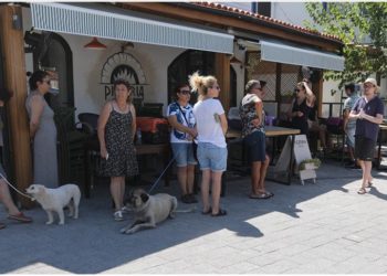 Bodrum'da sokak hayvanlarına yönelik çipleme ve aşılama çalışması yapıldı