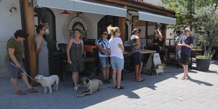 Bodrum'da sokak hayvanlarına yönelik çipleme ve aşılama çalışması yapıldı