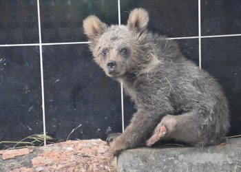 Ölümden dönen ayı yavrusu "Cindy" 2 aylık tedavinin ardından sağlığına kavuştu