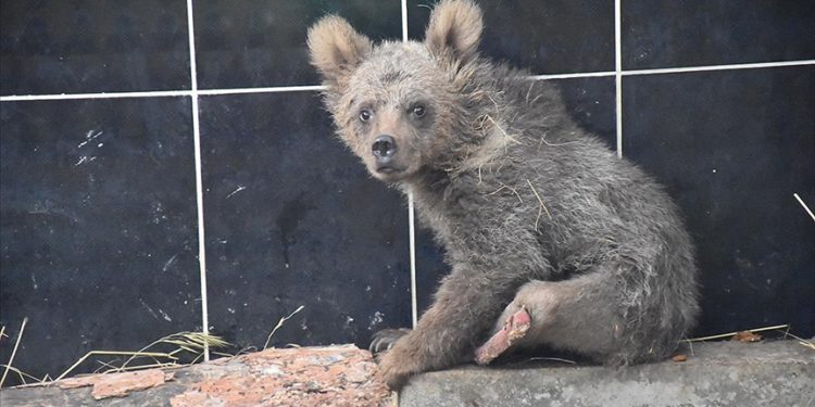 Ölümden dönen ayı yavrusu "Cindy" 2 aylık tedavinin ardından sağlığına kavuştu