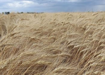 Islah edilen ata tohumu “Ahmet Buğdayı”, bu ekim döneminde toprakla buluşacak