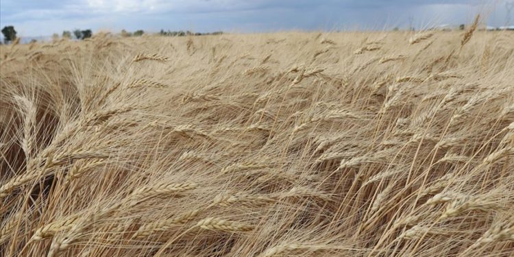 Islah edilen ata tohumu “Ahmet Buğdayı”, bu ekim döneminde toprakla buluşacak
