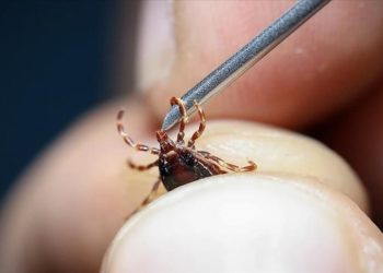 Kene ısırmalarında erken müdahale virüsün vücuda girmesini engelliyor