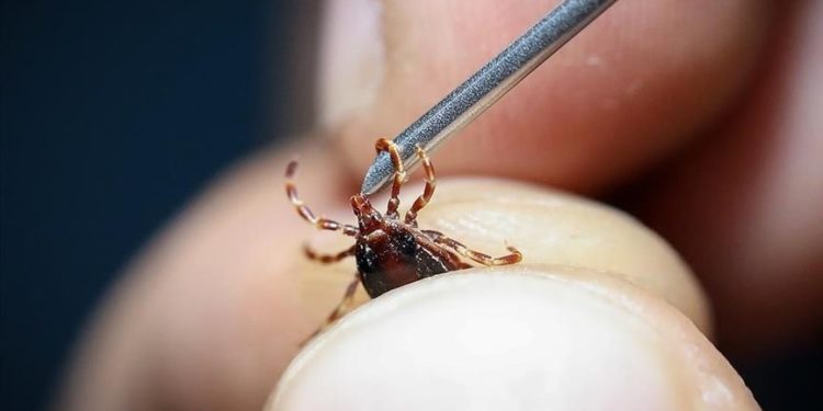 Kene ısırmalarında erken müdahale virüsün vücuda girmesini engelliyor