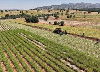 Konya'da kekik hasadına başlandı