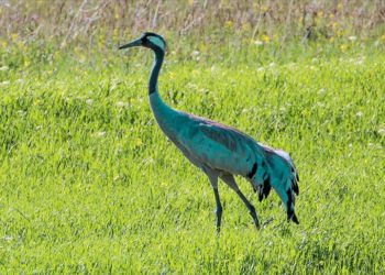 Turnalar Iğdır'da görüntülendi