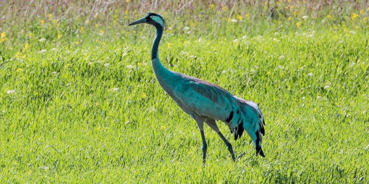 Turnalar Iğdır'da görüntülendi