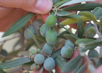 Tescilli Kilis zeytinyağının dünya pazarındaki payının artırılması hedefleniyor